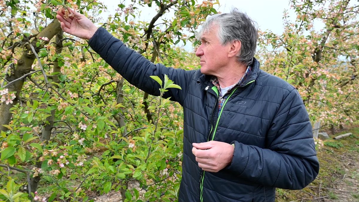 Katastrofa, jakou čeští ovocnáři nepamatují. Mnohde prý nesklidí ani jablko